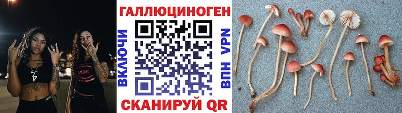 Купить закладки  Камень-на-Оби  Галлюциногенные грибы Psilocybe 