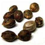 Семена марихуаны АК-47  (Seeds AK-47) в Камене-на-Оби